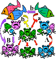 Evolution of the sexes