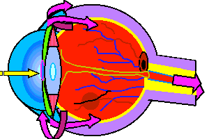 Eye