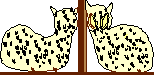 Leopard and owl